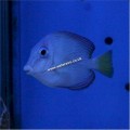 CARIBBEAN BLUE TANG